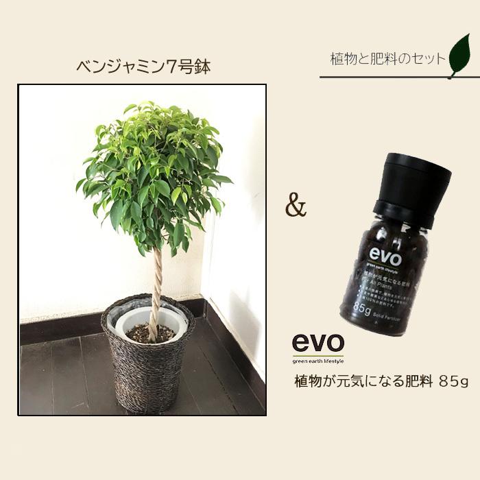 観葉植物 植物と肥料のセット ベンジャミン 7号鉢 Evo 植物が元気になる肥料 85g Kk 0484 Flowerkitchen Jiyugaoka 通販 Yahoo ショッピング