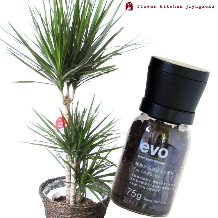 かわいい新作 観葉植物 植物と肥料のセット ドラセナ コンシンネ 7号鉢 Evo 植物が元気になる肥料 85g