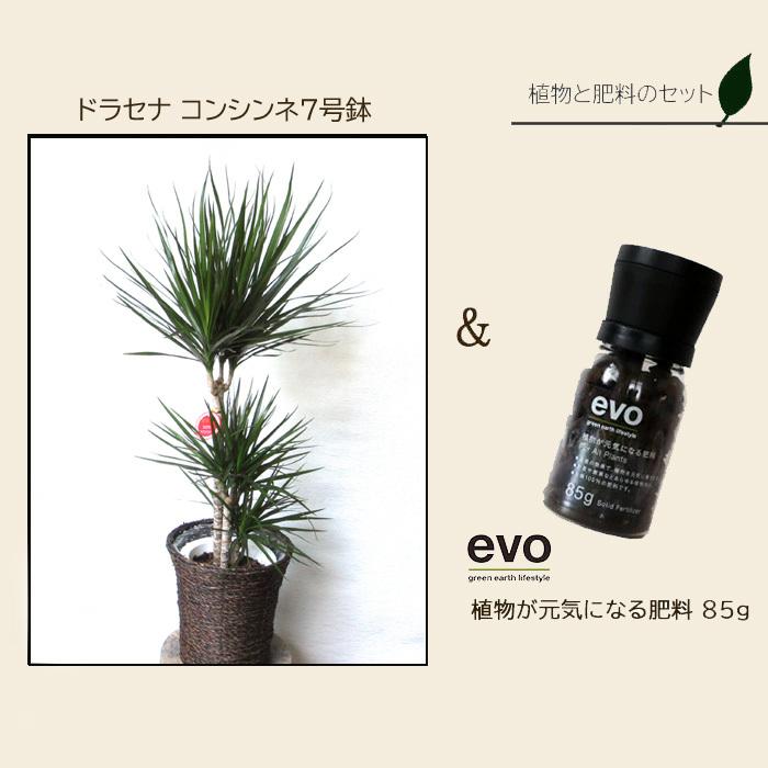 観葉植物 植物と肥料のセット ドラセナ コンシンネ 7号鉢 Evo 植物が元気になる肥料 85g Kk 0487 Flowerkitchen Jiyugaoka 通販 Yahoo ショッピング