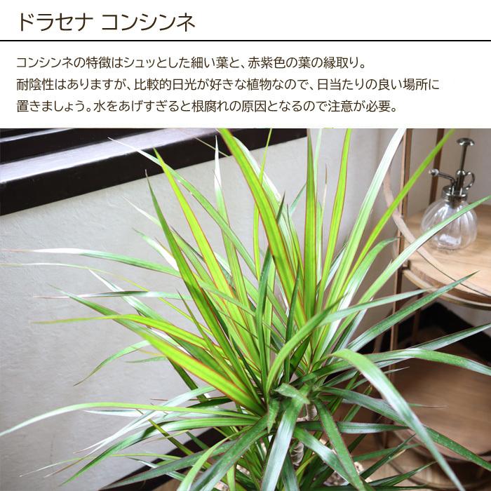 観葉植物 植物と肥料のセット ドラセナ コンシンネ 7号鉢 Evo 植物が元気になる肥料 85g Kk 0487 Flowerkitchen Jiyugaoka 通販 Yahoo ショッピング