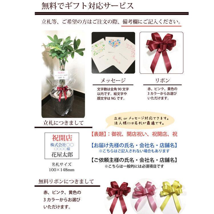 FlowerKitchen 観葉植物【植物と肥料のセット】『 ドラセナ コンシンネ