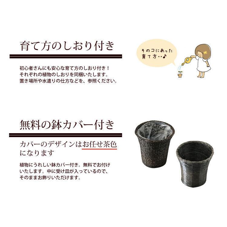 観葉植物 植物と肥料のセット ドラセナ コンシンネ 7号鉢 Evo 植物が元気になる肥料 85g Kk 0487 Flowerkitchen Jiyugaoka 通販 Yahoo ショッピング