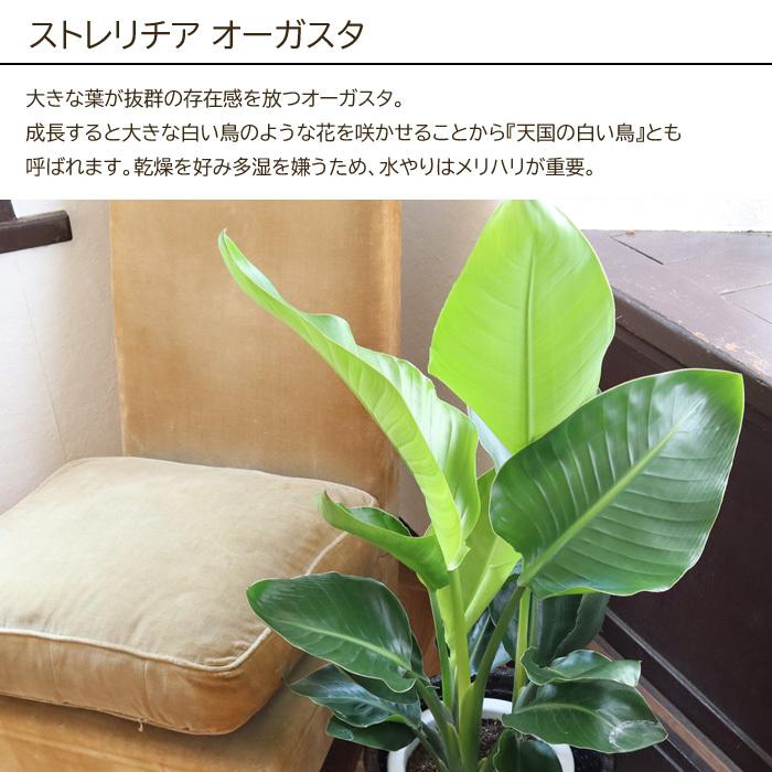 観葉植物 植物と肥料のセット ストレリチア オーガスタ 7号鉢 Evo 植物が元気になる肥料 85g Kk 04 Flowerkitchen Jiyugaoka 通販 Yahoo ショッピング