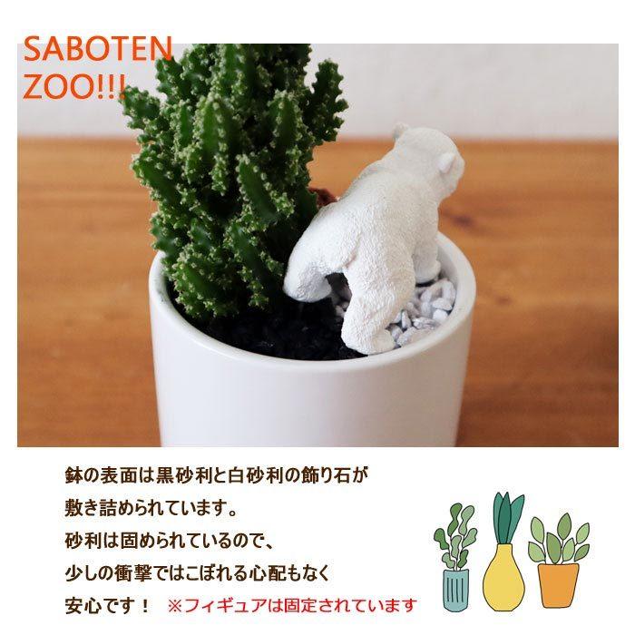 観葉植物 Saboten Zooシリーズ サボテン セレウス シロクマ フィギアつき ホワイト丸陶器鉢 Kk 04 Flowerkitchen Jiyugaoka 通販 Yahoo ショッピング