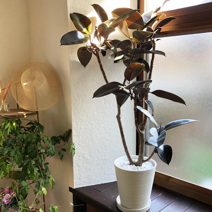 FlowerKitchen 観葉植物【植物と肥料のセット】『 フィカス