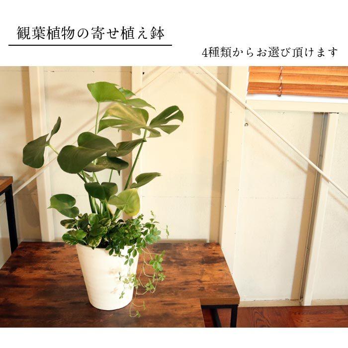 おまとめ2点　寄せ植え、斑入りモンステラmeroron＊mamaです。 おまとめ2点 寄せ植え、斑入りモンステラmeroron＊mamaです