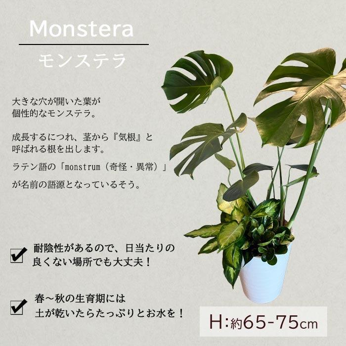 モンステラ ドラセナ 観葉植物取りに来て頂ける方歓迎 鉢底から1m以上です！ モンステラ ドラセナ 観葉植物取りに来て頂ける方歓迎 鉢底から