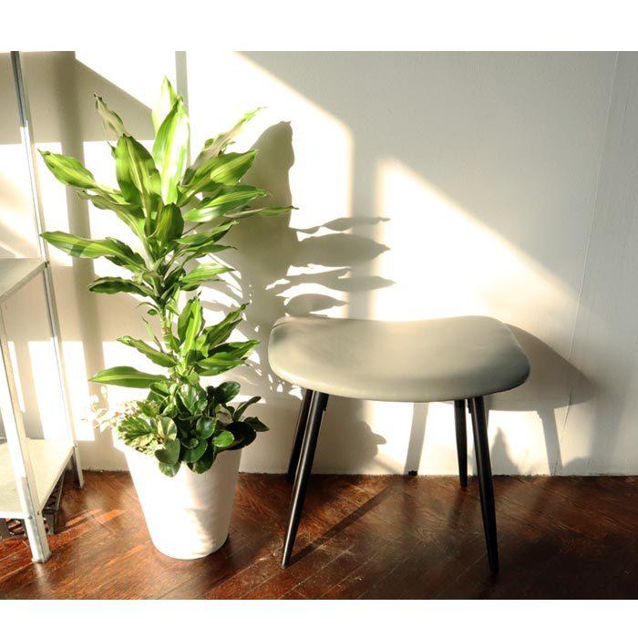 FlowerKitchen 観葉植物 『 選べる観葉植物 8号鉢 ミニ観葉の寄せ植え