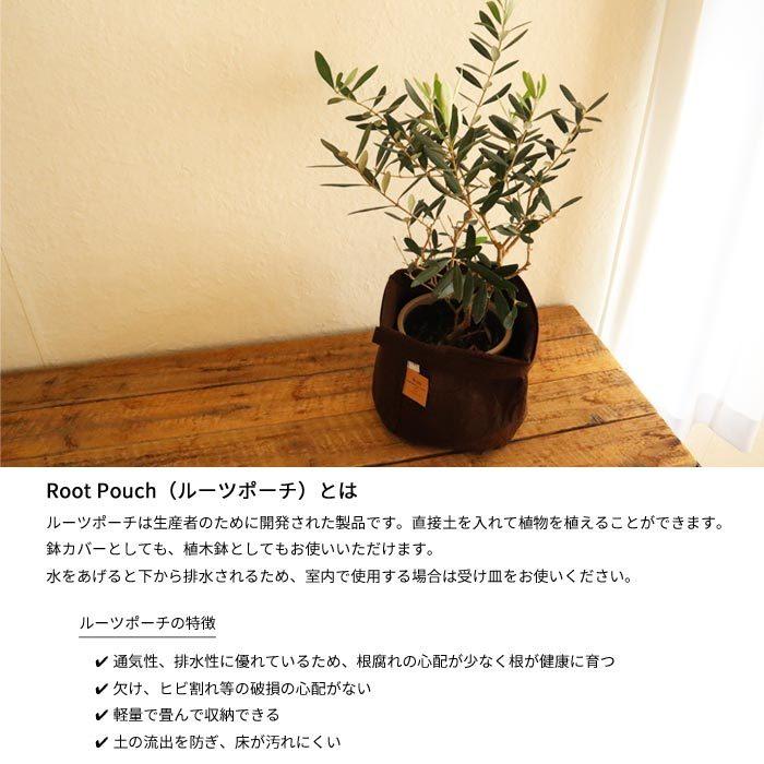 観葉植物 オリーブ5号鉢（品種おまかせ）+ ルーツポーチ2ガロン8L（カラー：ブラウン 持ち手無し）　FKTK｜fkjiyugaoka｜04
