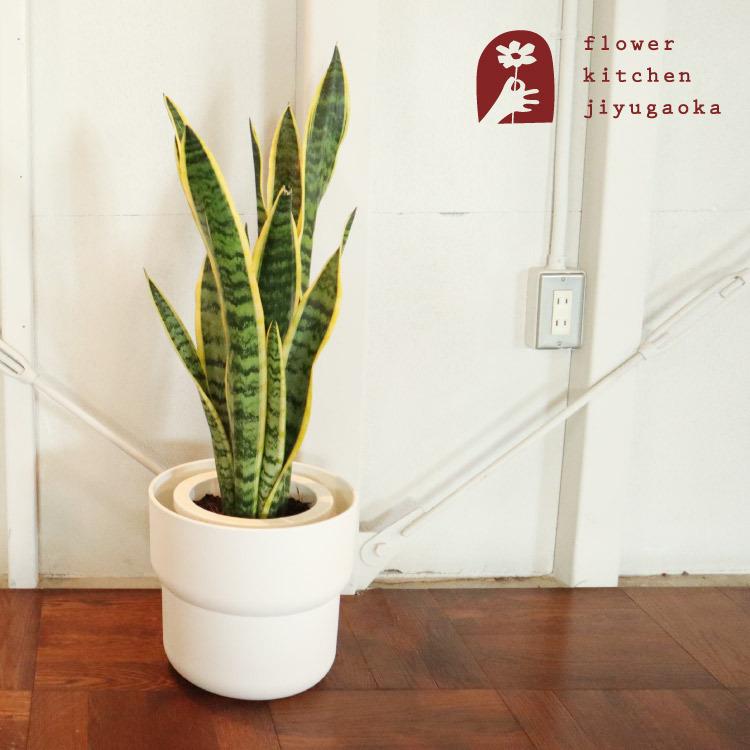 フィカス・ベンガレンシス / 7号 / 観葉植物 / IKEA鉢カバー付き フィカス ベンガレンシス 7号 | 観葉植物 | 送料無料でお届け