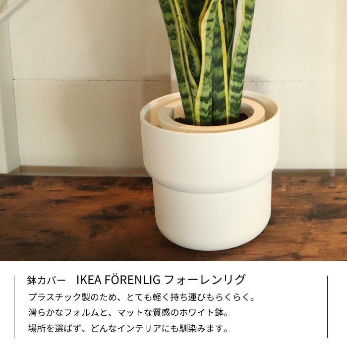 フィカス・ベンガレンシス / 7号 / 観葉植物 / IKEA鉢カバー付き フィカス・ベンガレンシス / 7号 / 観葉植物 / IKEA鉢カバー付き