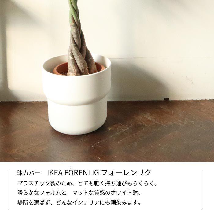 福岡引き取り限定　実生パキラ 約2m 白鉢付き 楽天市場】パキラ 実生（種類（植物）パキラ）の通販