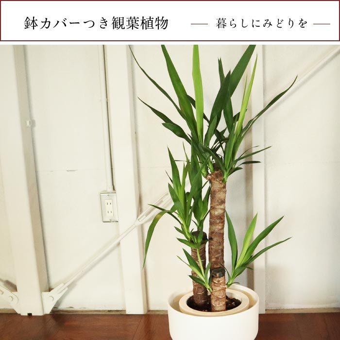ユッカ FlowerKitchen 観葉 ユッカ 7号鉢 + IKEA フォーレンリグ 鉢カバー