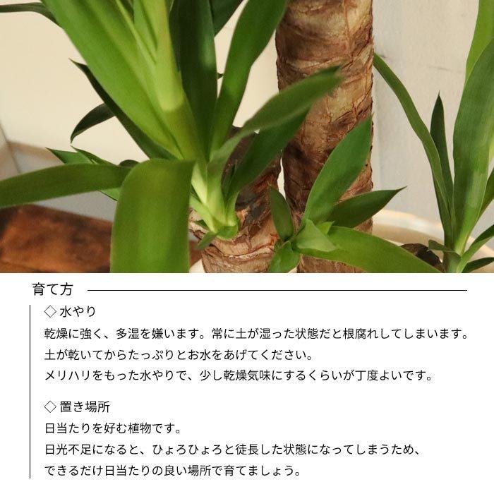 FlowerKitchen 観葉 ユッカ 7号鉢 + IKEA フォーレンリグ 鉢カバー