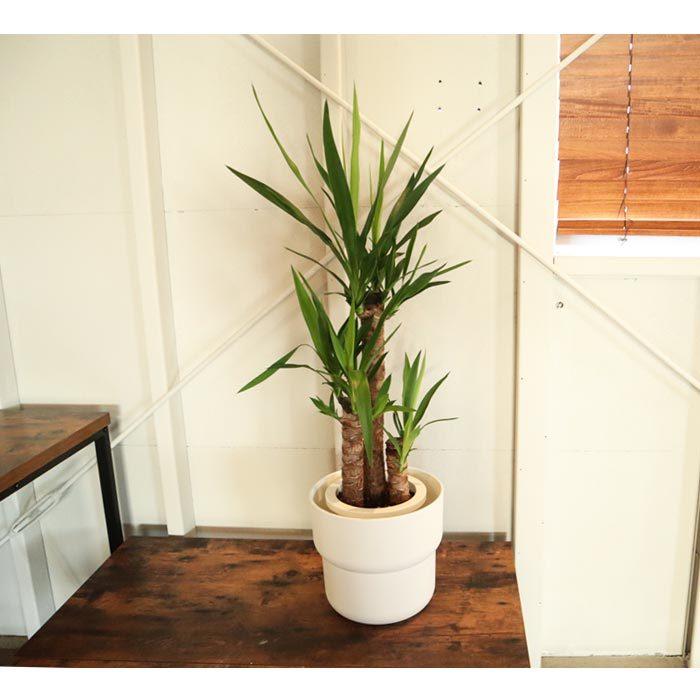ユッカ FlowerKitchen 観葉 ユッカ 7号鉢 + IKEA フォーレンリグ 鉢カバー
