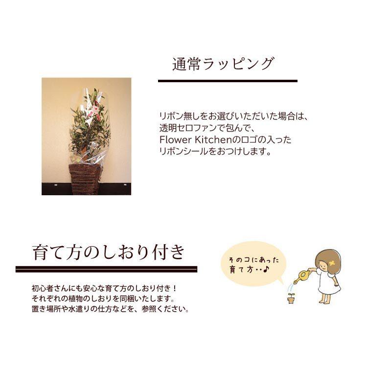 FlowerKitchen 観葉 ユッカ 7号鉢 + IKEA フォーレンリグ 鉢カバー
