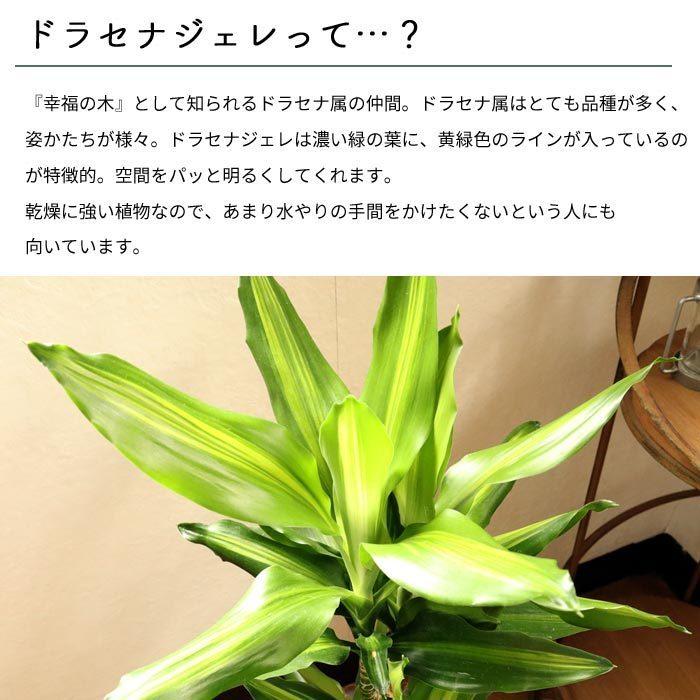 観葉植物 ドラセナ ジェレ 6号鉢 丸カゴ + ベニカXファインスプレー 420ml 住友化学園芸 　FKTK｜fkjiyugaoka｜05