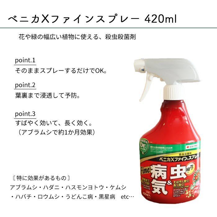 観葉植物 ドラセナ ジェレ 6号鉢 丸カゴ + ベニカXファインスプレー 420ml 住友化学園芸 　FKTK｜fkjiyugaoka｜07