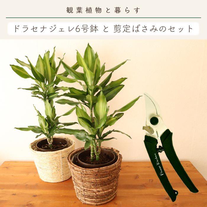 観葉植物 ドラセナ ジェレ 6号鉢 丸カゴ 坂源 剪定ばさみ モスグリーン ハンドクリエーション P180 Fktk Flowerkitchen Jiyugaoka 通販 Paypayモール