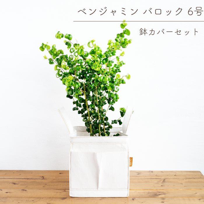 ベンジャミンさん専用　カツラの木　/136 観葉植物 ベンジャミン 5号 リッチ ベラ ピンクパープル 付き