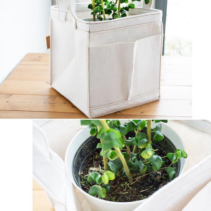 FlowerKitchen 観葉 ベンジャミン バロック 6号鉢 リポット 受け皿付き