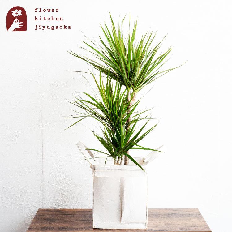 観葉植物 ドラセナ コンシンネ (鉢、受け皿付) FlowerKitchen 観葉 ドラセナ コンシンネ 7号鉢 リポット 受け皿付き