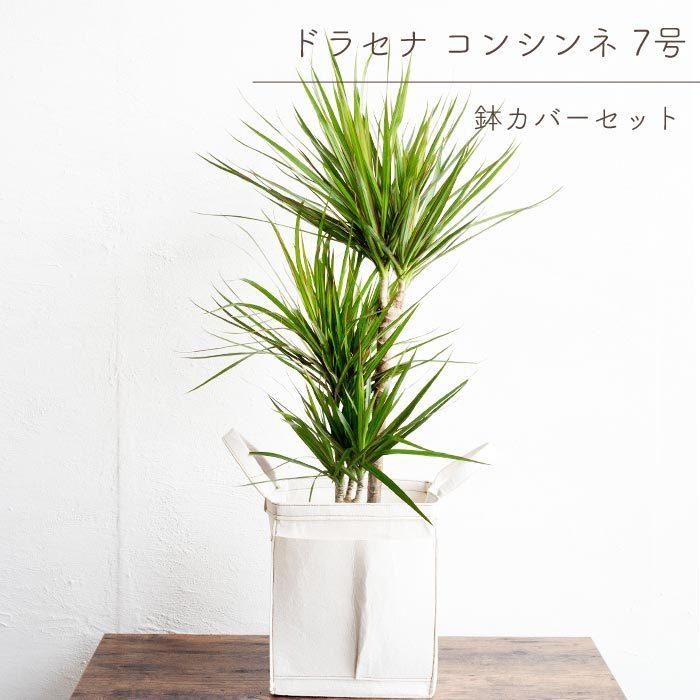観葉植物 ドラセナ コンシンネ (鉢、受け皿付) FlowerKitchen 観葉 ドラセナ コンシンネ 7号鉢 リポット 受け皿付き