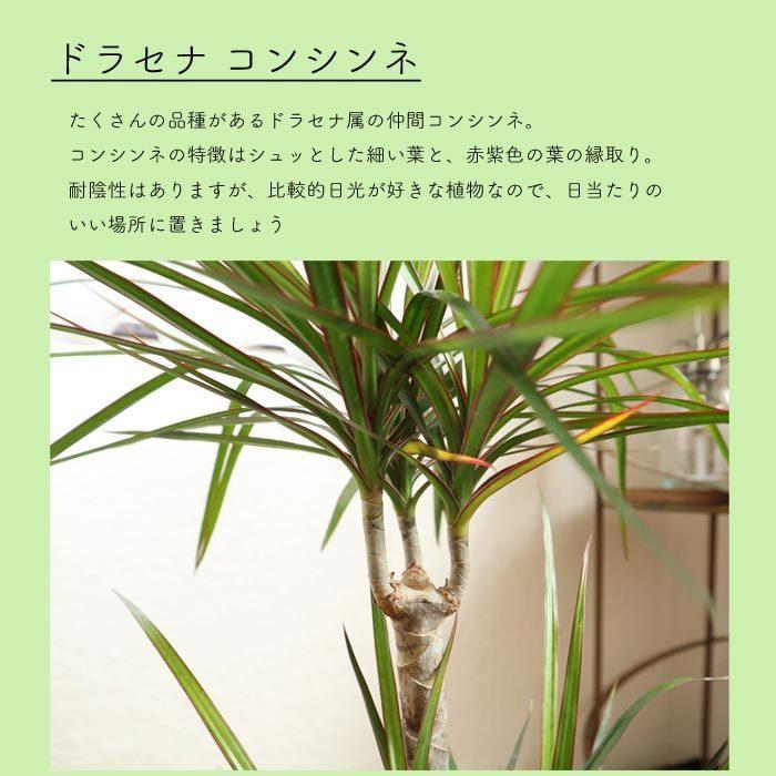 FlowerKitchen 観葉 ドラセナ コンシンネ 7号鉢 リポット 受け皿付き