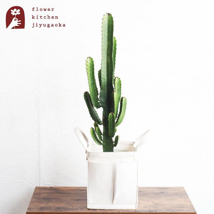 FlowerKitchen 観葉 大雲閣 7号鉢 リポット 受け皿付き Re:pot FlowerKitchen 観葉 大雲閣 7号鉢 リポット 受け皿付き Re:pot