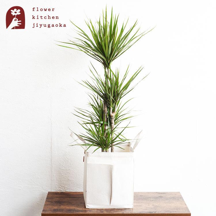 観葉植物 ドラセナ コンシンネ (鉢、受け皿付) FlowerKitchen 観葉 ドラセナ コンシンネ 8号鉢 リポット 受け皿付き