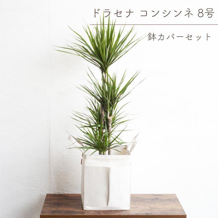 FlowerKitchen 観葉 ドラセナ コンシンネ 8号鉢 リポット 受け皿