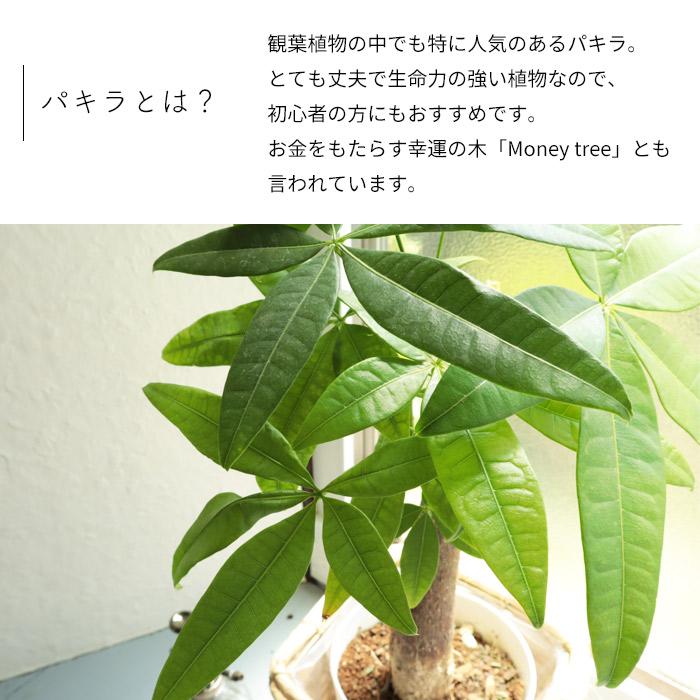 観葉植物 パキラ 5号 四角カゴ 鉢カバー付き 鉢植え　FKTK　｜fkjiyugaoka｜05