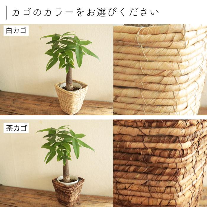 観葉植物 パキラ 5号 四角カゴ 鉢カバー付き 鉢植え　FKTK　｜fkjiyugaoka｜06