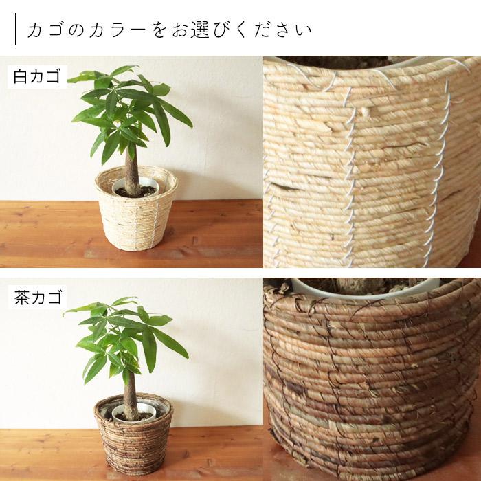 FlowerKitchen 観葉植物 パキラ 5号 丸カゴ 鉢カバー付き FKTK