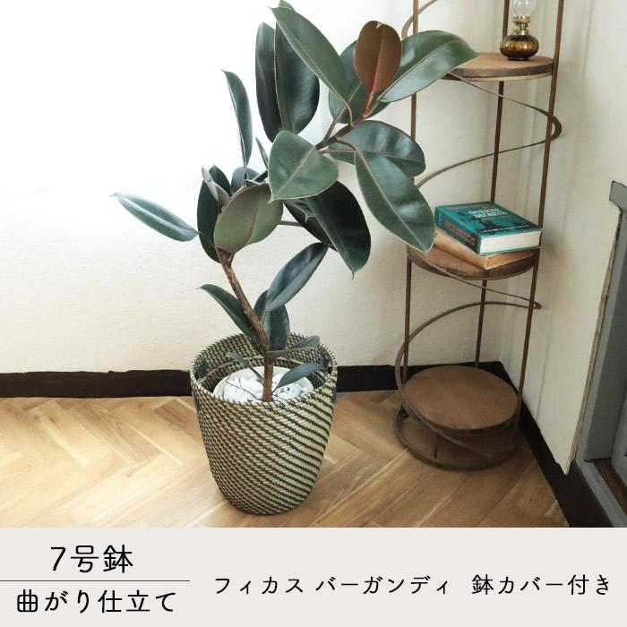 FlowerKitchen 観葉 曲がり仕立て フィカス バーガンディ 7号 FlowerKitchen 観葉 曲がり仕立て フィカス バーガンディ 7号