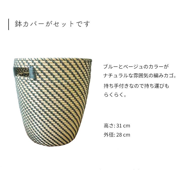 FlowerKitchen 観葉 曲がり仕立て フィカス バーガンディ 7号 FlowerKitchen 観葉 曲がり仕立て フィカス バーガンディ 7号
