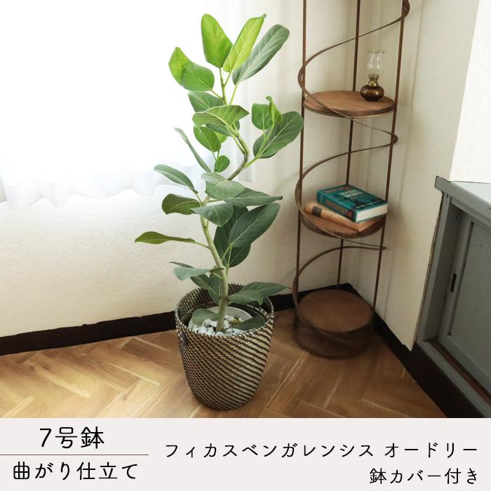 FlowerKitchen 観葉 曲がり仕立て フィカス ベンガレンシス FlowerKitchen 観葉 曲がり仕立て フィカス ベンガレンシス