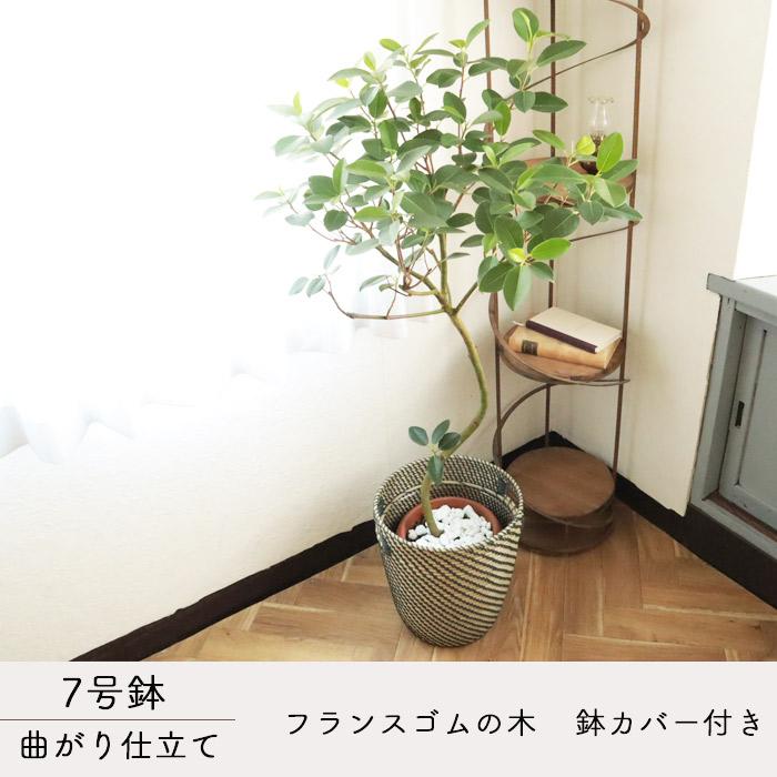 FlowerKitchen 観葉 曲がり仕立て フランスゴムの木 7号 北欧 FlowerKitchen 観葉 曲がり仕立て フランスゴムの木 7号 北欧