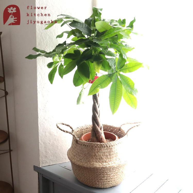 FlowerKitchen パキラ7号鉢＋IKEAフローディス鉢カバー FKTK