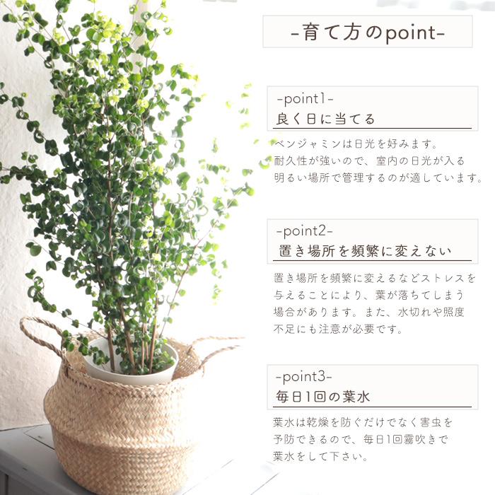FlowerKitchen ベンジャミンバロック7号鉢+IKEAフローディス鉢 FlowerKitchen ベンジャミンバロック7号鉢+IKEAフローディス鉢