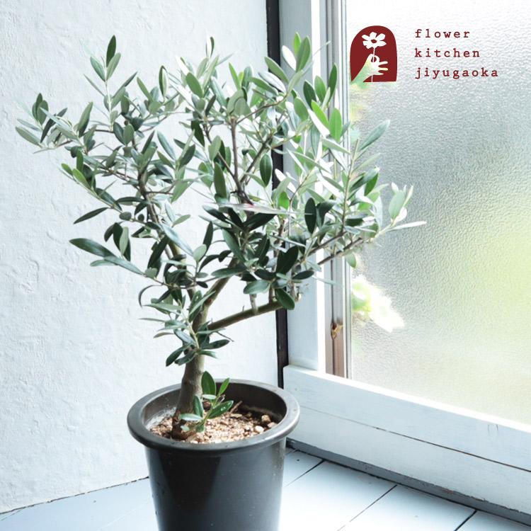 FlowerKitchen 観葉 SOUJU オリーブ 5号鉢 品種おまかせ オリーブの木