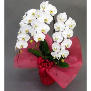 内祝い 胡蝶蘭 三本立ち 36輪以上 13時迄のご注文で当日お届け Riosmauricio Com