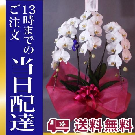 胡蝶蘭　三本立ち　40輪以上　13時迄のご注文で当日お届け｜fkjiyugaoka