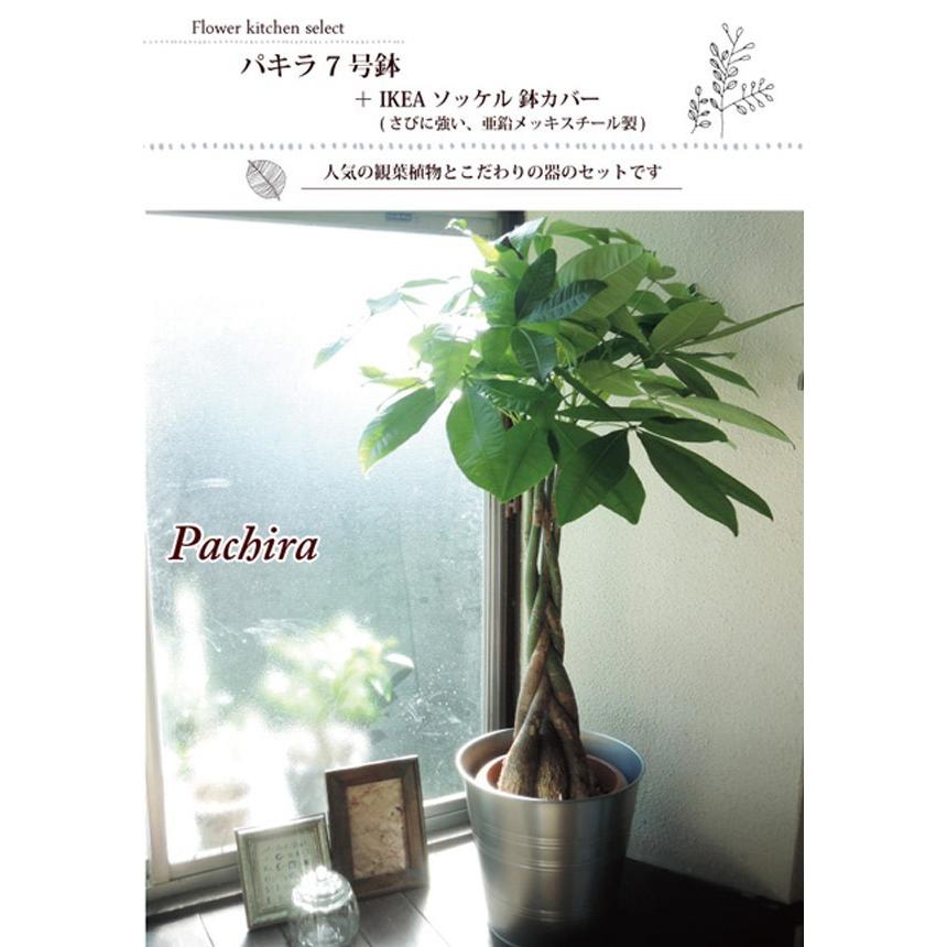観葉植物 パキラ の鉢植え7号鉢 イケア鉢カバー付き Ikea ソッケル シルバー Kp 0003 Flowerkitchen Jiyugaoka 通販 Yahoo ショッピング