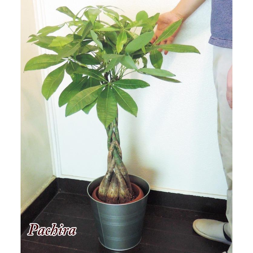 観葉植物 パキラ の鉢植え7号鉢 イケア鉢カバー付き Ikea ソッケル シルバー Kp 0003 Flowerkitchen Jiyugaoka 通販 Yahoo ショッピング