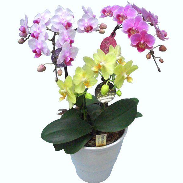 FlowerKitchen 胡蝶蘭 ギフト 産地直送の花ギフト【A-117】ミディ胡蝶
