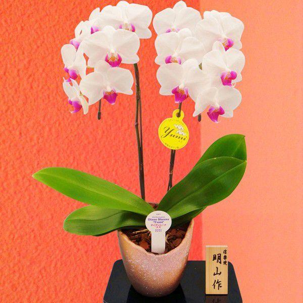 割引 胡蝶蘭 ギフト 産地直送の花ギフト A 114 ミディ胡蝶蘭 2本立ち信楽焼 4 5号陶器鉢入り 選べるカラー 椎名洋ラン園 こだわりの胡蝶蘭 育てやすい 花鉢