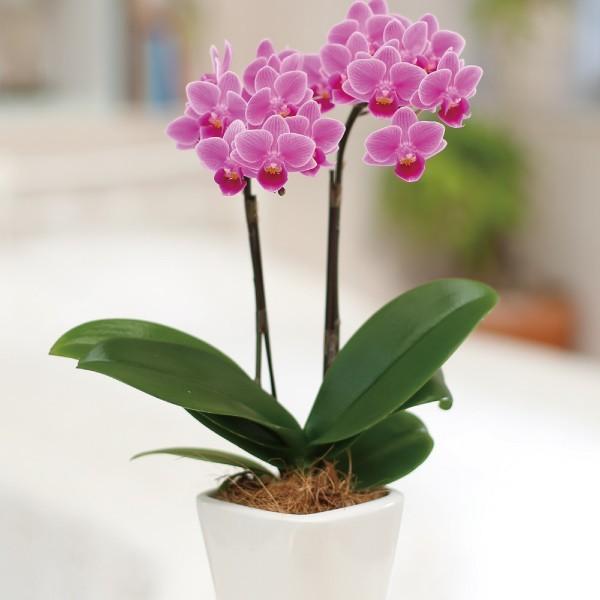 A 87 胡蝶蘭 産地直送の花ギフト テーブル胡蝶蘭 ギフトbox入り 2本立ち 3号 椎名洋ラン園の胡蝶蘭 育てやすい 花鉢 Kr 0028 Flowerkitchen Jiyugaoka 通販 Yahoo ショッピング