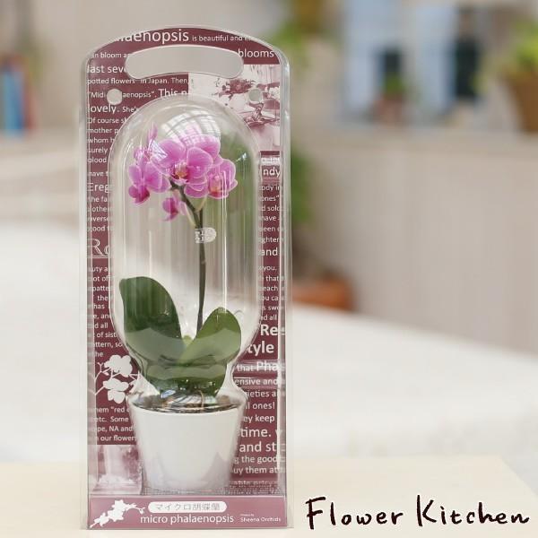 Sale 60 Off 胡蝶蘭 産地直送の花ギフト マイクロ胡蝶蘭 カプセル 1本立ち 2 5号 椎名洋ラン園の胡蝶蘭 育てやすい 花鉢 A 77