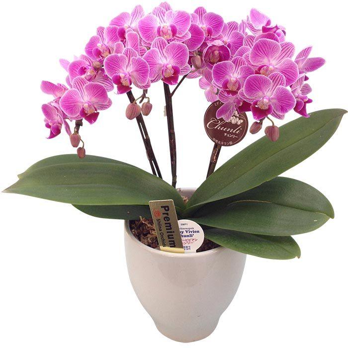 最適な材料 胡蝶蘭 ギフト 産地直送の花ギフト A 2 テーブル胡蝶蘭 3本立ち 4 5号 1株 陶器鉢入りピンク系 椎名洋ラン園の胡蝶蘭 育てやすい 花鉢 売り切れ必至 Www Aqtsolutions Com